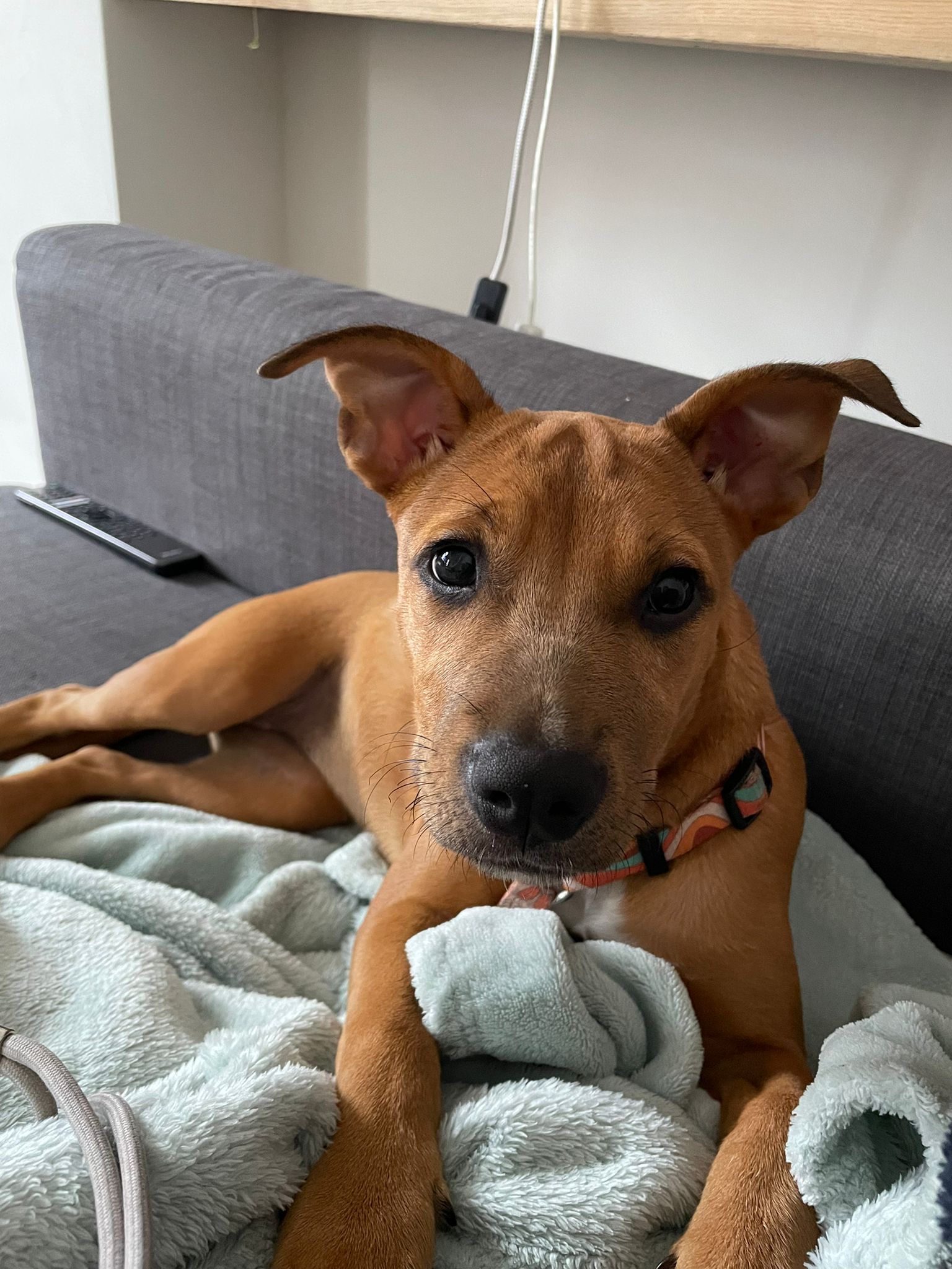 Chiens à adopter